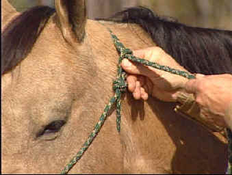 Debat : Pour ou Contre le Licol Ethologique (ex:licol éthologique fait maison) 17-tying_halter1