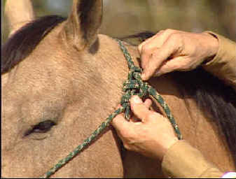 Debat : Pour ou Contre le Licol Ethologique (ex:licol éthologique fait maison) 20-tying_halter1b