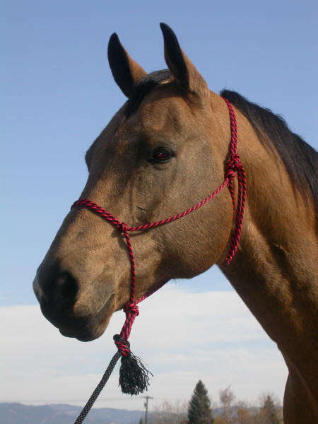 Weanling Rope Halter made with kernmantle climbing rope by Diamond Halter Co. 